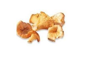 cantharellen girolles