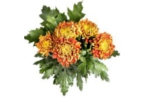 geplosen chrysant of lange rozen