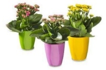 kalanchoe in keramieken pot