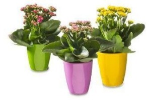 kalanchoe in keramieken pot