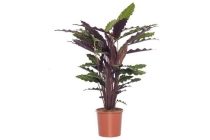 calathea calathea rufibarba wavestar d 14 cm