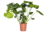 gatenplant monstera deliciosa