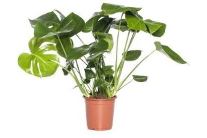 gatenplant monstera deliciosa