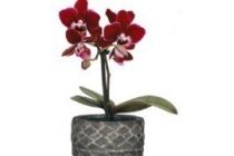 mini orchidee