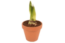 amaryllis in stenen pot