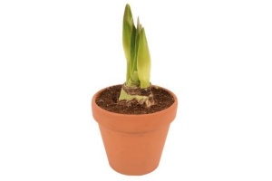 amaryllis in stenen pot