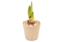 amaryllis in decopot met houtsnippers