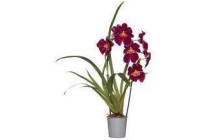 viooltjesorchidee