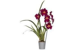 viooltjesorchidee