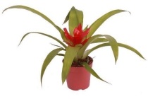 mini bromelia