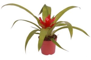 mini bromelia