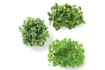 copert cress