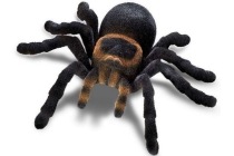 tarantula