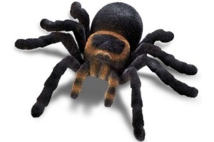 tarantula