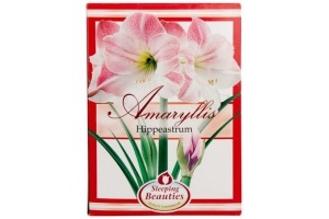 amaryllis