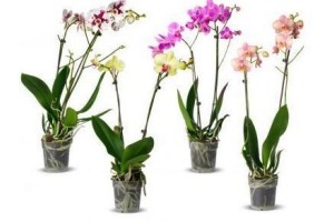 orchidee