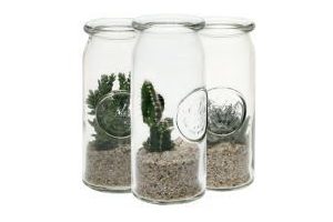 vetplanten of cactussen in glazen pot