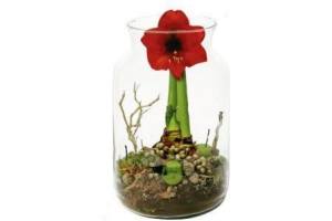 amaryllis in decoratieglas