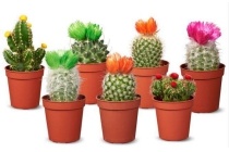 discocactus