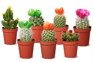 discocactus