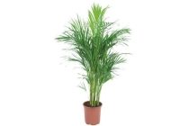 arecapalm