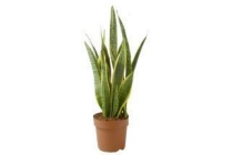 sanseveria