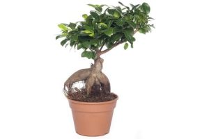 chinese vijg ficus microcarpa ginseng