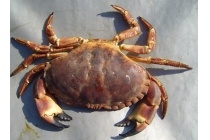 noordzee krab