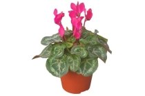 cyclamen