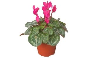 cyclamen