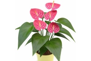 anthurium