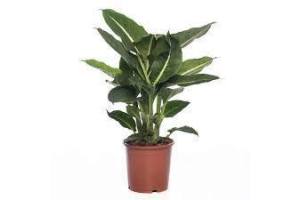 dieffenbachia green magic