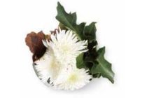 spar pluischrysant met herfstblad