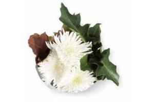 spar pluischrysant met herfstblad