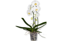 phalaenopsis exclusief