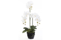 phalaenopsis in pot