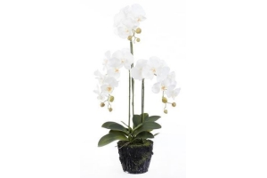 phalaenopsis in pot