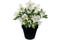 helleborus in betonpot