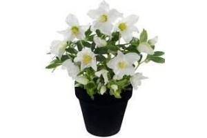 helleborus in betonpot