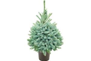 picea pungens blauwspar in pot