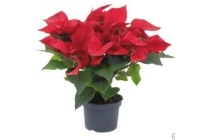 poinsettia