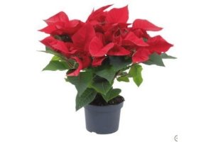 poinsettia