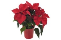 poinsettia xxl rood