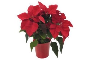 poinsettia xxl rood