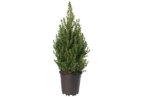 picea glauca conica