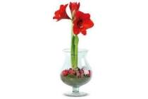 amaryllis in cognacglas