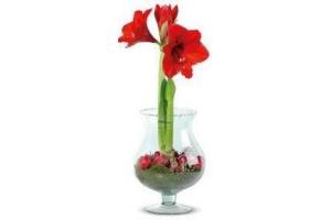 amaryllis in cognacglas