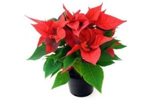 kerstplant