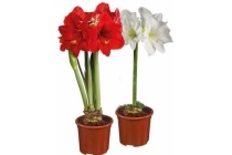 amaryllis