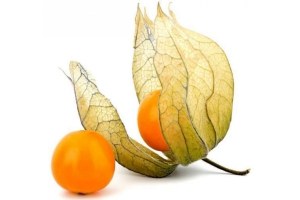 physalis